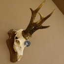 Rehgeweih Medaillenklasse Silber 495 g CIC 121,4 IP HL...