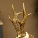 Rehgeweih Medaillenklasse Silber 495 g CIC 121,4 IP HL max. 23 cm hochkapitaler Bock Reh Geweih Gehörn Schild