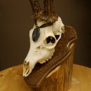 Rehgeweih Medaillenklasse Silber 495 g CIC 121,4 IP HL max. 23 cm hochkapitaler Bock Reh Geweih Gehörn Schild