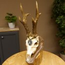 Rehgeweih Medaillenklasse Silber 495 g CIC 121,4 IP HL max. 23 cm hochkapitaler Bock Reh Geweih Gehörn Schild