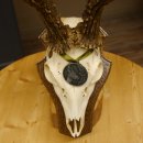 Rehgeweih Medaillenklasse Silber 495 g CIC 121,4 IP HL max. 23 cm hochkapitaler Bock Reh Geweih Gehörn Schild