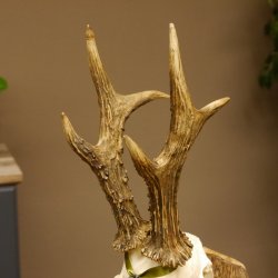 Rehgeweih Medaillenklasse Silber 495 g CIC 121,4 IP HL max. 23 cm hochkapitaler Bock Reh Geweih Gehörn Schild