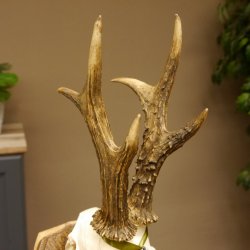 Rehgeweih Medaillenklasse Silber 495 g CIC 121,4 IP HL max. 23 cm hochkapitaler Bock Reh Geweih Gehörn Schild