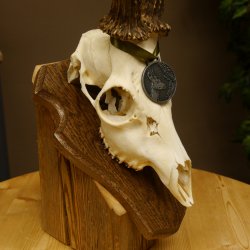 Rehgeweih Medaillenklasse Silber 495 g CIC 121,4 IP HL max. 23 cm hochkapitaler Bock Reh Geweih Gehörn Schild