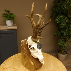 Rehgeweih Medaillenklasse Silber 495 g CIC 121,4 IP HL max. 23 cm hochkapitaler Bock Reh Geweih Gehörn Schild