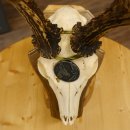 Rehgeweih Medaillenklasse Silber 520 g CIC 123,73 IP HL max. 24,1 cm hochkapitaler Bock Reh Geweih Gehörn Schild