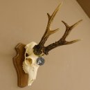 Rehgeweih Medaillenklasse Silber 520 g CIC 123,73 IP HL...