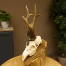 Rehgeweih Medaillenklasse Silber 520 g CIC 123,73 IP HL max. 24,1 cm hochkapitaler Bock Reh Geweih Gehörn Schild