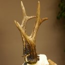 Rehgeweih Medaillenklasse Silber 520 g CIC 123,73 IP HL max. 24,1 cm hochkapitaler Bock Reh Geweih Gehörn Schild