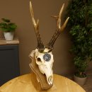 Rehgeweih Medaillenklasse Silber 520 g CIC 123,73 IP HL max. 24,1 cm hochkapitaler Bock Reh Geweih Gehörn Schild