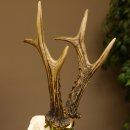 Rehgeweih Medaillenklasse Silber 520 g CIC 123,73 IP HL max. 24,1 cm hochkapitaler Bock Reh Geweih Gehörn Schild