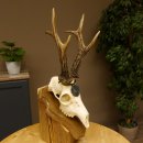 Rehgeweih Medaillenklasse Silber 520 g CIC 123,73 IP HL max. 24,1 cm hochkapitaler Bock Reh Geweih Gehörn Schild