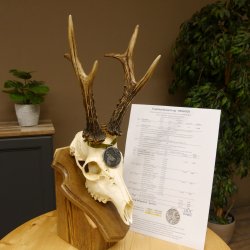 Rehgeweih Medaillenklasse Silber 520 g CIC 123,73 IP HL max. 24,1 cm hochkapitaler Bock Reh Geweih Gehörn Schild