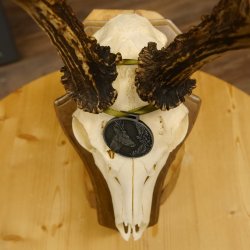 Rehgeweih Medaillenklasse Silber 520 g CIC 123,73 IP HL max. 24,1 cm hochkapitaler Bock Reh Geweih Gehörn Schild