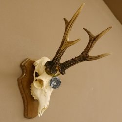 Rehgeweih Medaillenklasse Silber 520 g CIC 123,73 IP HL max. 24,1 cm hochkapitaler Bock Reh Geweih Gehörn Schild