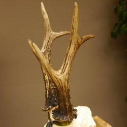 Rehgeweih Medaillenklasse Silber 520 g CIC 123,73 IP HL max. 24,1 cm hochkapitaler Bock Reh Geweih Gehörn Schild