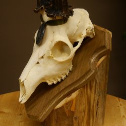 Rehgeweih Medaillenklasse Silber 520 g CIC 123,73 IP HL max. 24,1 cm hochkapitaler Bock Reh Geweih Gehörn Schild