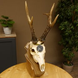 Rehgeweih Medaillenklasse Silber 520 g CIC 123,73 IP HL max. 24,1 cm hochkapitaler Bock Reh Geweih Gehörn Schild