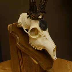 Rehgeweih Medaillenklasse Silber 520 g CIC 123,73 IP HL max. 24,1 cm hochkapitaler Bock Reh Geweih Gehörn Schild