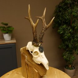 Rehgeweih Medaillenklasse Silber 520 g CIC 123,73 IP HL max. 24,1 cm hochkapitaler Bock Reh Geweih Gehörn Schild