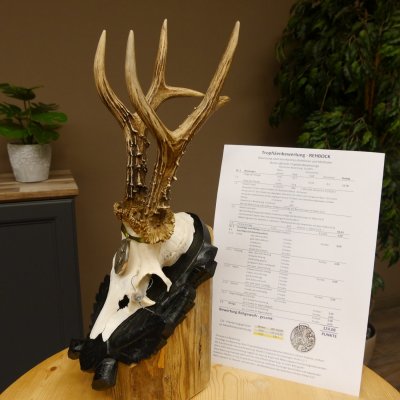 Rehgeweih Medaillenklasse Silber 440 g CIC 124,08 IP HL max. 25,7 cm hochkapitaler Bock Reh Geweih Gehörn Schild