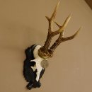 Rehgeweih Medaillenklasse Silber 440 g CIC 124,08 IP HL...