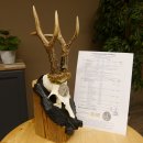 Rehgeweih Medaillenklasse Silber 440 g CIC 124,08 IP HL max. 25,7 cm hochkapitaler Bock Reh Geweih Gehörn Schild