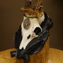 Rehgeweih Medaillenklasse Silber 440 g CIC 124,08 IP HL max. 25,7 cm hochkapitaler Bock Reh Geweih Gehörn Schild