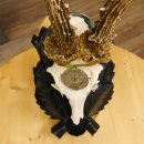 Rehgeweih Medaillenklasse Silber 440 g CIC 124,08 IP HL max. 25,7 cm hochkapitaler Bock Reh Geweih Gehörn Schild