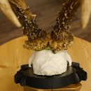 Rehgeweih Medaillenklasse Silber 440 g CIC 124,08 IP HL max. 25,7 cm hochkapitaler Bock Reh Geweih Gehörn Schild