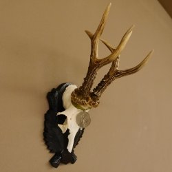 Rehgeweih Medaillenklasse Silber 440 g CIC 124,08 IP HL max. 25,7 cm hochkapitaler Bock Reh Geweih Gehörn Schild