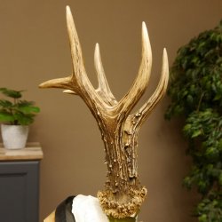 Rehgeweih Medaillenklasse Silber 440 g CIC 124,08 IP HL max. 25,7 cm hochkapitaler Bock Reh Geweih Gehörn Schild