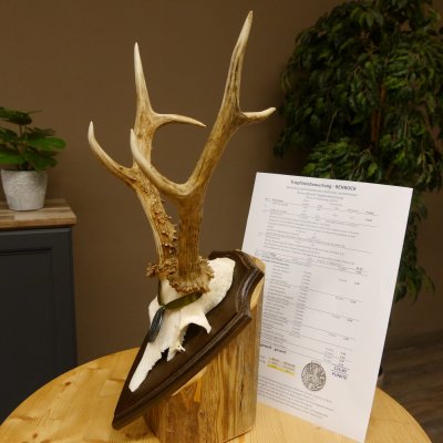 Rehgeweih Medaillenklasse Silber 420 g CIC 124,80 IP HL max. 28,7 cm hochkapitaler Bock Reh Geweih Gehörn Schild