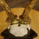 Rehgeweih Medaillenklasse Silber 420 g CIC 124,80 IP HL max. 28,7 cm hochkapitaler Bock Reh Geweih Gehörn Schild