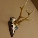 Rehgeweih Medaillenklasse Silber 420 g CIC 124,80 IP HL...