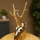 Rehgeweih Medaillenklasse Silber 420 g CIC 124,80 IP HL max. 28,7 cm hochkapitaler Bock Reh Geweih Gehörn Schild