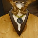 Rehgeweih Medaillenklasse Silber 420 g CIC 124,80 IP HL max. 28,7 cm hochkapitaler Bock Reh Geweih Gehörn Schild