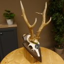 Rehgeweih Medaillenklasse Silber 420 g CIC 124,80 IP HL max. 28,7 cm hochkapitaler Bock Reh Geweih Gehörn Schild