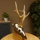 Rehgeweih Medaillenklasse Silber 420 g CIC 124,80 IP HL max. 28,7 cm hochkapitaler Bock Reh Geweih Gehörn Schild