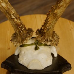 Rehgeweih Medaillenklasse Silber 420 g CIC 124,80 IP HL max. 28,7 cm hochkapitaler Bock Reh Geweih Gehörn Schild