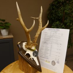 Rehgeweih Medaillenklasse Silber 420 g CIC 124,80 IP HL max. 28,7 cm hochkapitaler Bock Reh Geweih Gehörn Schild