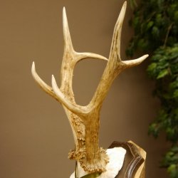 Rehgeweih Medaillenklasse Silber 420 g CIC 124,80 IP HL max. 28,7 cm hochkapitaler Bock Reh Geweih Gehörn Schild