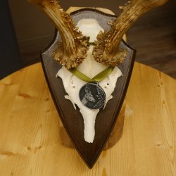Rehgeweih Medaillenklasse Silber 420 g CIC 124,80 IP HL max. 28,7 cm hochkapitaler Bock Reh Geweih Gehörn Schild