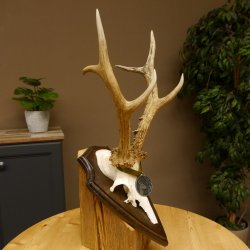 Rehgeweih Medaillenklasse Silber 420 g CIC 124,80 IP HL max. 28,7 cm hochkapitaler Bock Reh Geweih Gehörn Schild