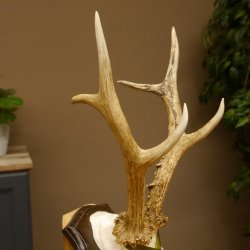 Rehgeweih Medaillenklasse Silber 420 g CIC 124,80 IP HL max. 28,7 cm hochkapitaler Bock Reh Geweih Gehörn Schild