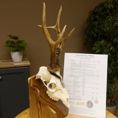 Rehgeweih Medaillenklasse Silber 510 g CIC 124,90 IP HL max. 26,7 cm hochkapitaler Bock Reh Geweih Gehörn Schild