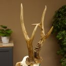 Rehgeweih Medaillenklasse Silber 510 g CIC 124,90 IP HL max. 26,7 cm hochkapitaler Bock Reh Geweih Gehörn Schild