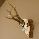 Rehgeweih Medaillenklasse Silber 510 g CIC 124,90 IP HL...