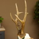 Rehgeweih Medaillenklasse Silber 510 g CIC 124,90 IP HL max. 26,7 cm hochkapitaler Bock Reh Geweih Gehörn Schild