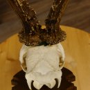 Rehgeweih Medaillenklasse Silber 510 g CIC 124,90 IP HL max. 26,7 cm hochkapitaler Bock Reh Geweih Gehörn Schild